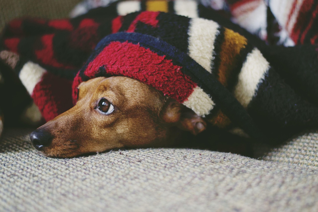 dog Small, brown dog laying on furniture of some kind wrapped in a blanket.